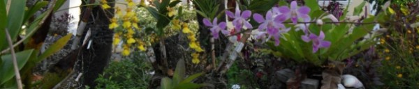 Orchideen Garten
